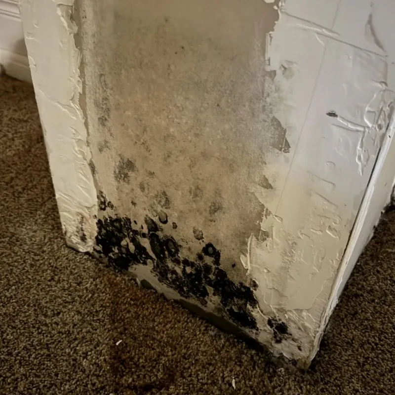 Professional Mold Removal in Athens, PA
